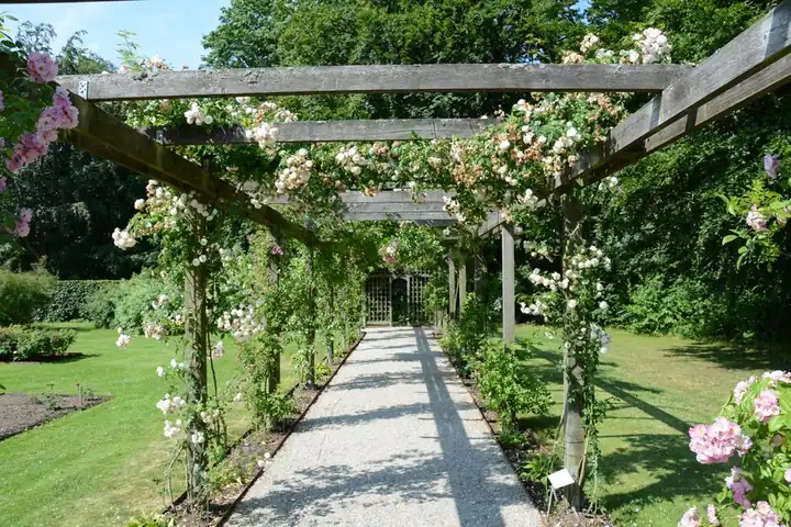 Captivating garden arbor with blooming roses on a sunny day, perfect for a tranquil walk.